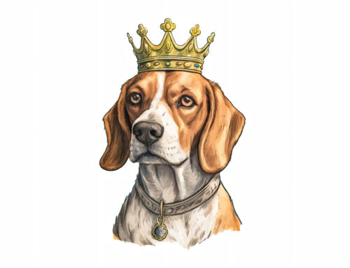 MÁS DERECHOS PARA LOS ANIMALES